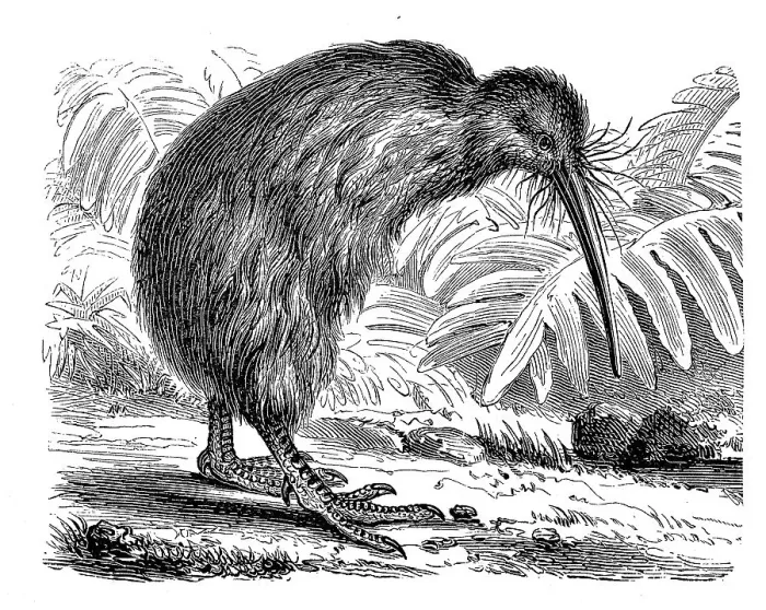 Framed Print : Southern striped kiwi, striped kiwi