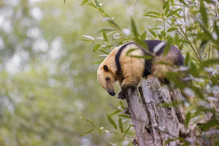 Framed Print : A southern tamandua (Tamandua tetradactyla)