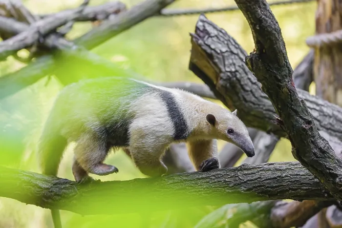 Framed Print : One southern tamandua (Tamandua tetradactyla) Framed Print : One southern tamandua (Tamandua tetradactyla)