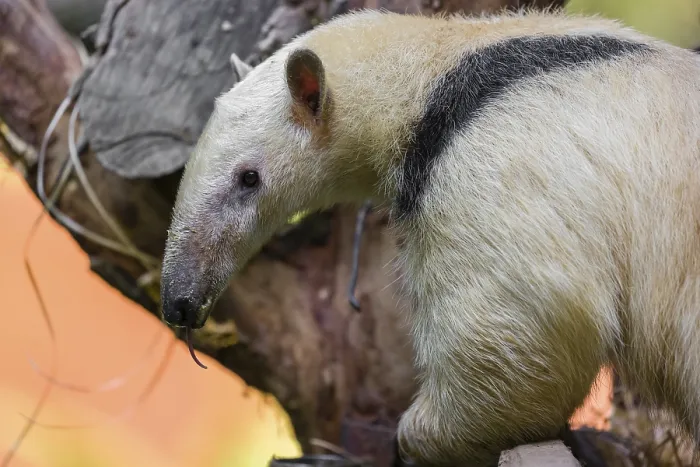 Framed Print : One southern tamandua (Tamandua tetradactyla)