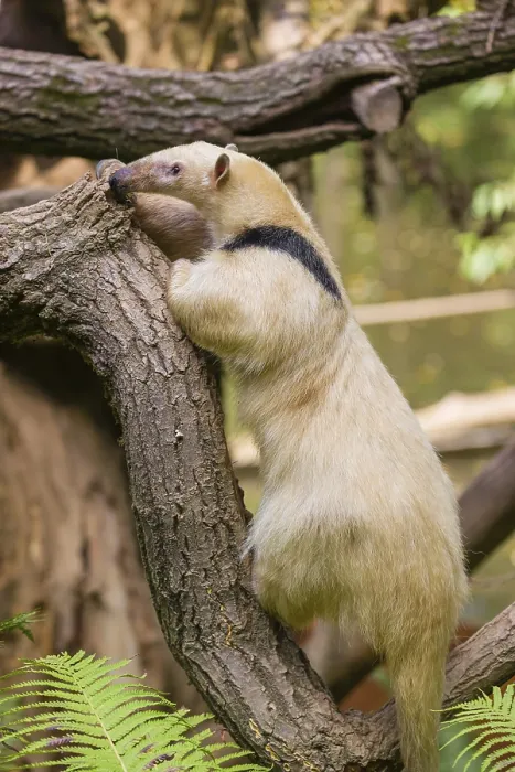 Framed Print : One southern tamandua (Tamandua tetradactyla)