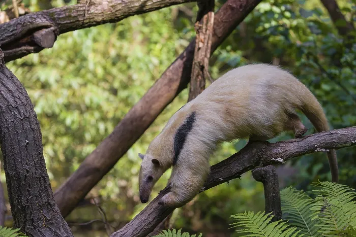 Framed Print : One southern tamandua (Tamandua tetradactyla)