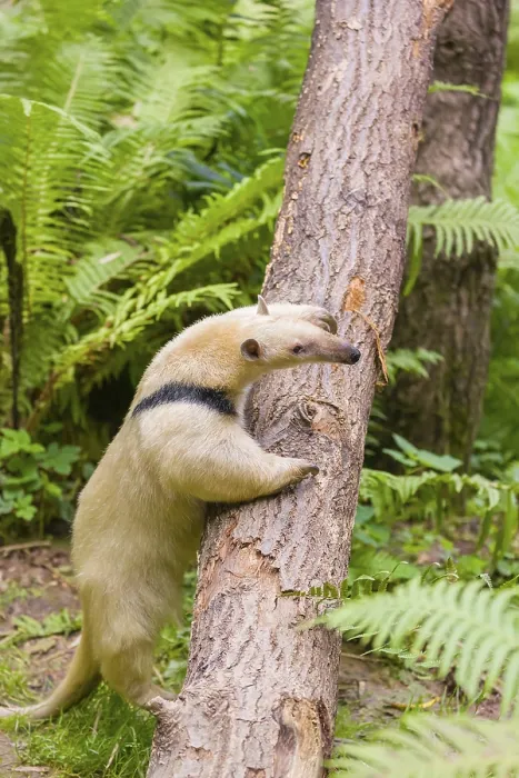 Framed Print : One southern tamandua (Tamandua tetradactyla)