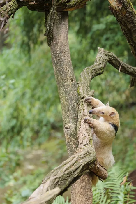 Framed Print : A southern tamandua (Tamandua tetradactyla)