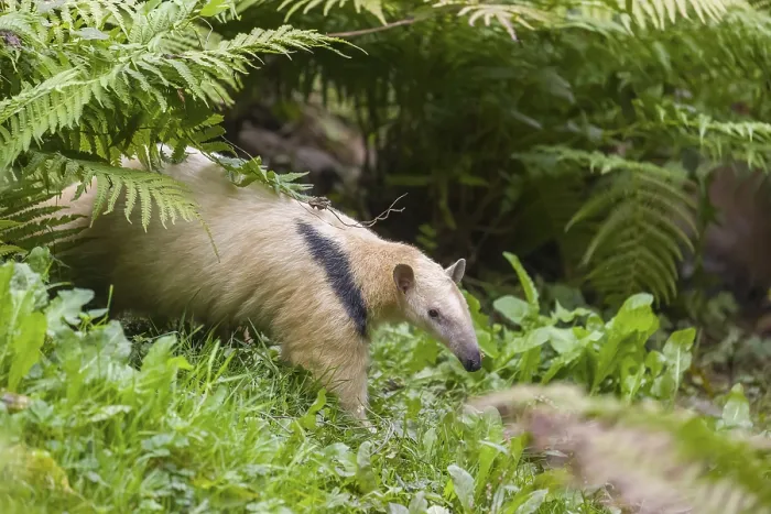 Framed Print : One southern tamandua (Tamandua tetradactyla)