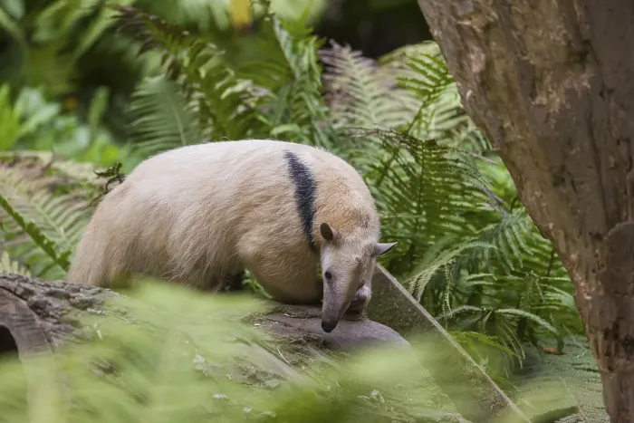 Framed Print : One southern tamandua (Tamandua tetradactyla)