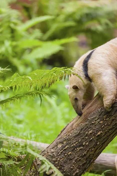 Framed Print : One southern tamandua (Tamandua tetradactyla)