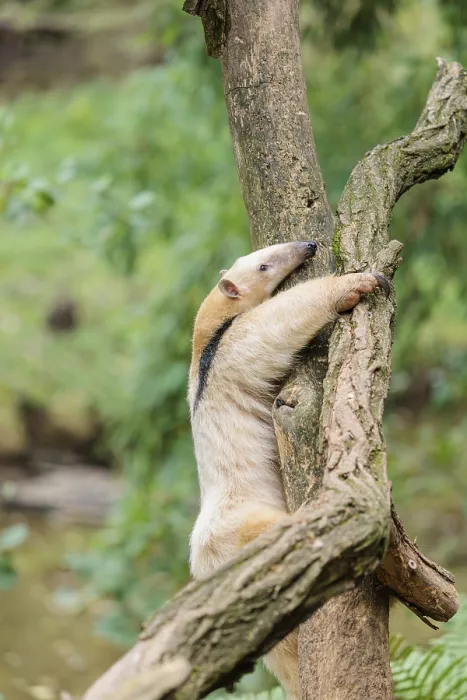 Framed Print : A southern tamandua (Tamandua tetradactyla) Framed Print : A southern tamandua (Tamandua tetradactyla)