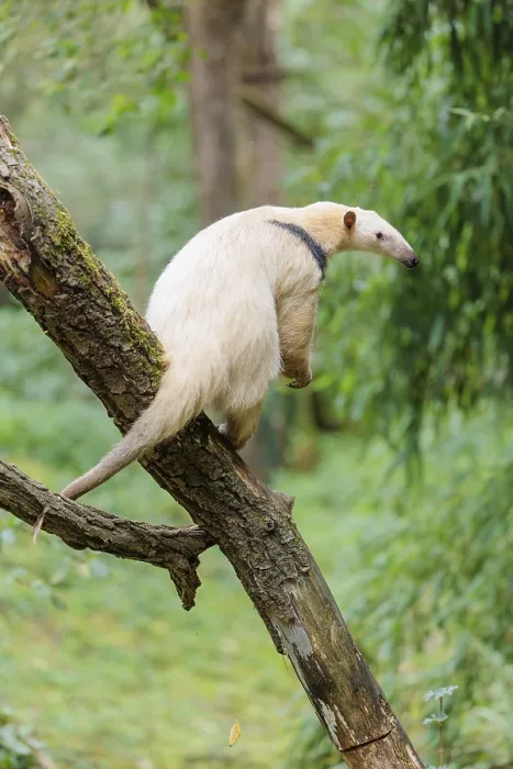 Framed Print : A Southern Tamandua (Tamandua tetradactyla) sits on a leaning tree in a forest and observes its territory