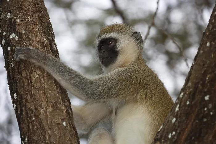 Framed Print : Southern vervet monkey (Chlorocebus pygerythrus)