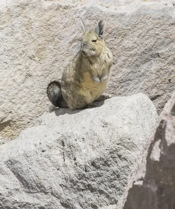 Framed Print : Southern viscacha (Lagidium viscacia) Framed Print : Southern viscacha (Lagidium viscacia)