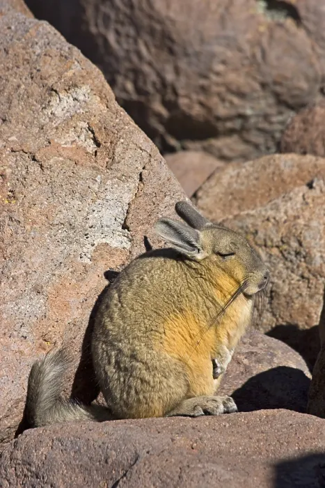 Framed Print : Southern Viscacha (Lagidium viscacia)