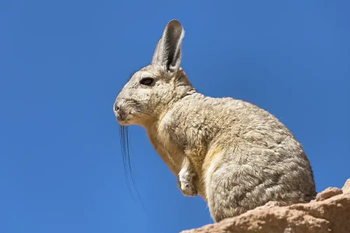 Framed Print : Southern Viscacha (Lagidium viscacia) sits on rock