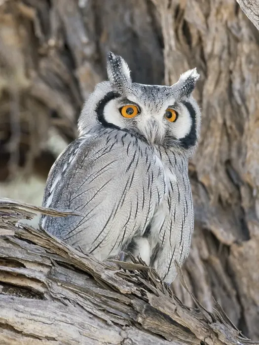 Framed Print : Southern white-faced owl (Ptilopsis granti)