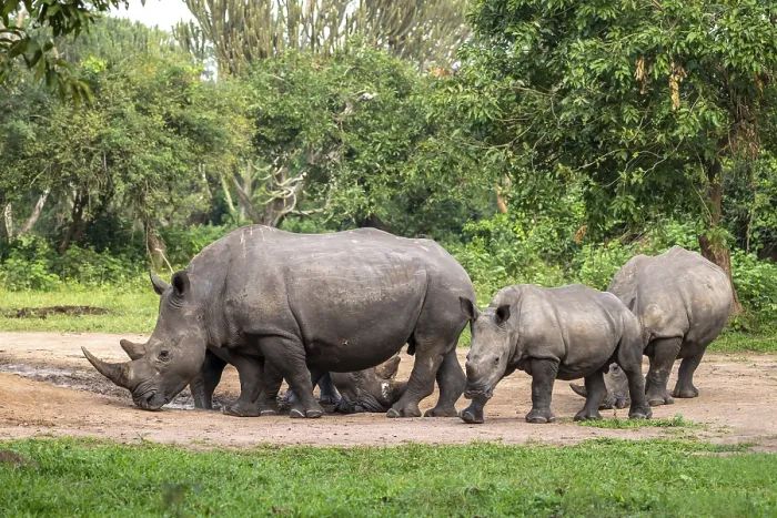 Framed Print : Southern white rhino (Ceratotherium simum simum)