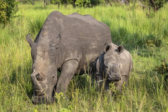 Framed Print : Southern white rhino (Ceratotherium simum simum) with juvenile