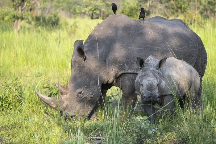 Framed Print : Southern white rhino (Ceratotherium simum simum) with juvenile