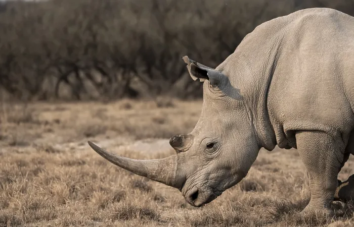 Framed Print : Southern white rhinoceros (Ceratotherium simum simum)