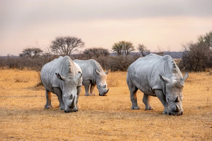 Framed Print : Southern white rhinoceros (Ceratotherium simum simum)