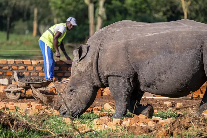 Framed Print : Southern white rhinoceros (Ceratotherium simum simum)