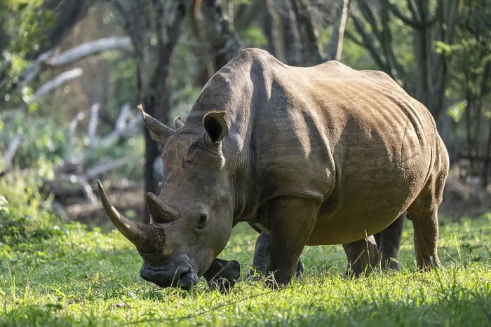 Framed Print : Southern white rhinoceros (Ceratotherium simum simum)