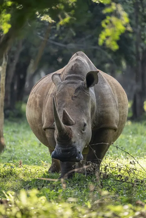 Framed Print : Southern white rhinoceros (Ceratotherium simum simum) Framed Print : Southern white rhinoceros (Ceratotherium simum simum)