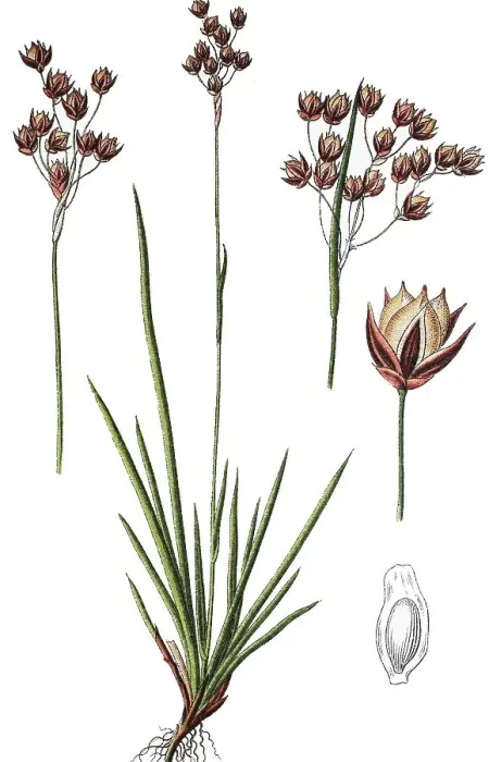 Framed Print : Southern Wood-Rush (Luzula forsteri)