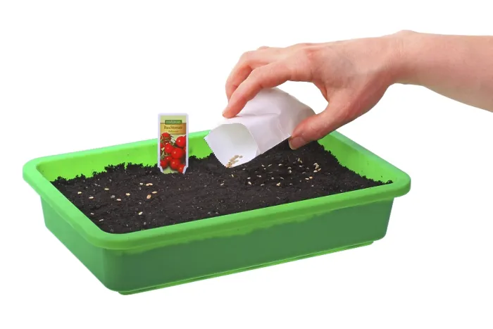 Framed Print : Sowing of tomato seeds (Solanum lycopersicum) in a seed tray