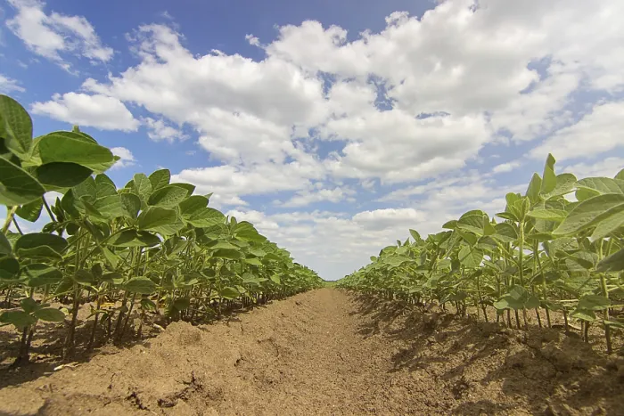 Framed Print : Soybean fields rows in summer season Framed Print : Soybean fields rows in summer season