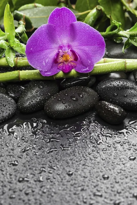 Framed Print : Spa concept with black basalt massage stones Framed Print : Spa concept with black basalt massage stones