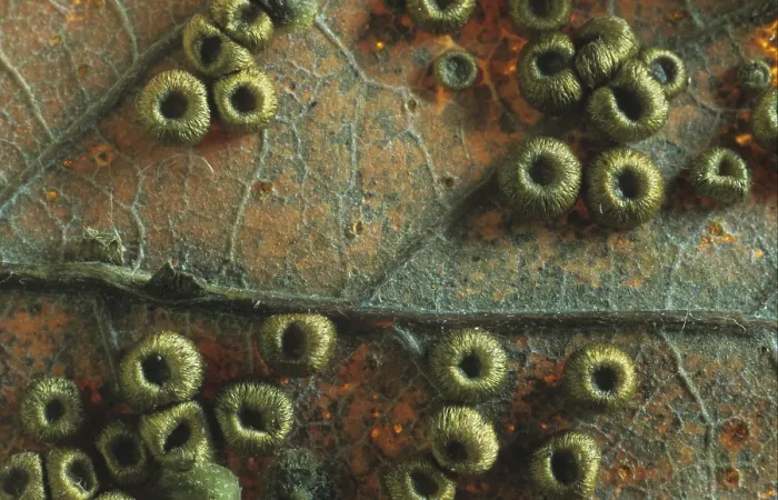 Framed Print : Spangle Gall (Neuroterus numismalis)