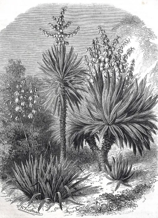 Framed Print : Spanish bayonet (Yucca aloifolia)