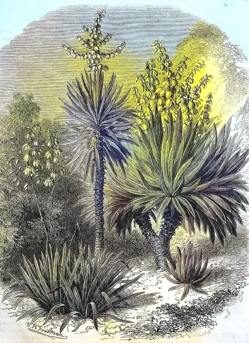 Framed Print : Spanish bayonet (Yucca aloifolia)