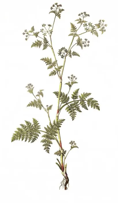 Framed Print : Spanish chervil, myrrh chervil Framed Print : Spanish chervil, myrrh chervil