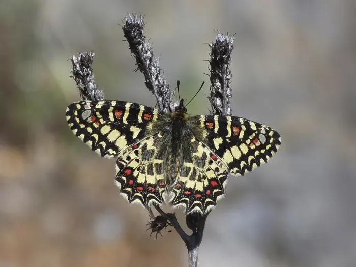 Framed Print : Spanish Festoon (Zerynthia rumina)