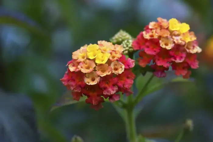 Framed Print : Spanish flag (Lantana camara), Bavaria