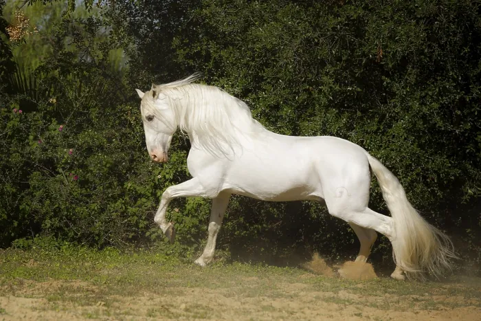 Framed Print : Spanish grey stallion on the move, Andalusia Framed Print : Spanish grey stallion on the move, Andalusia
