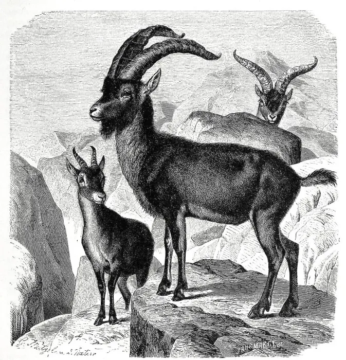 Framed Print : Spanish ibex (Capra pyrenaica) Framed Print : Spanish ibex (Capra pyrenaica)
