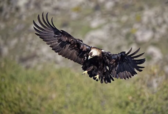 Framed Print : Spanish imperial eagle (Aquila adalberti)