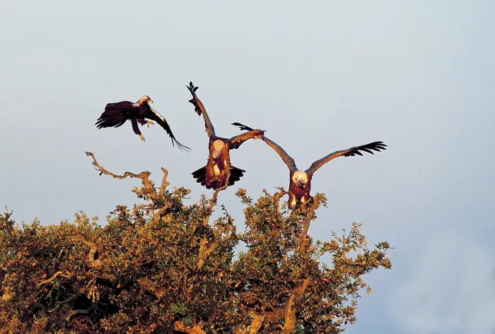 Framed Print : Spanish imperial eagle (Aquila adalberti) in a fight with two griffon vultures on a holm oak in the first morning light