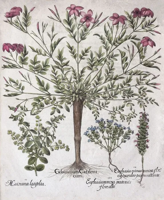 Framed Print : Spanish jasmine (Jasminum Grandiflorum)