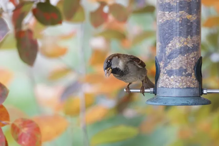 Framed Print : Sparrow eating seeds from a feeder