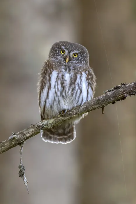 Framed Print : Sparrow owl (Glaucicium passerinum) sitting on a branch Framed Print : Sparrow owl (Glaucicium passerinum) sitting on a branch