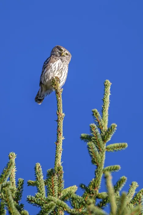Framed Print : Sparrow owl (Glaucicium passerinum) sitting on the tip of a spruce tree Framed Print : Sparrow owl (Glaucicium passerinum) sitting on the tip of a spruce tree