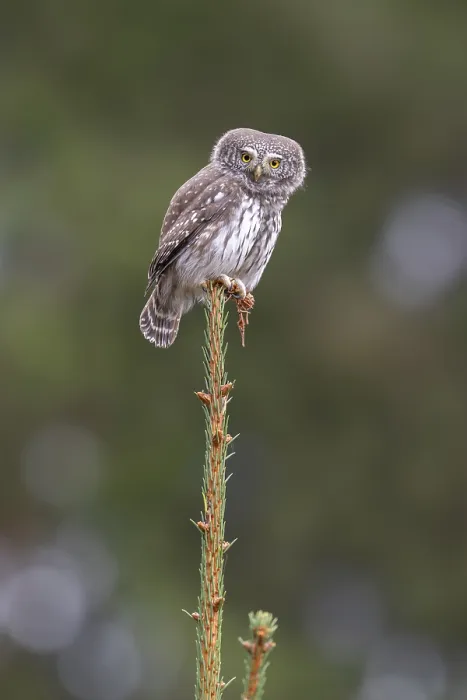 Framed Print : Sparrow owl (Glaucicium passerinum) sitting on the tip of a spruce tree