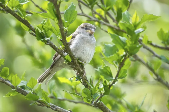 Framed Print : Sparrow sitting on a branch in the bush with green leaves in summer