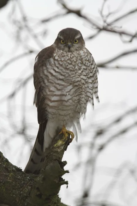 Framed Print : Sparrowhawk (Accipiter nisus) Framed Print : Sparrowhawk (Accipiter nisus)