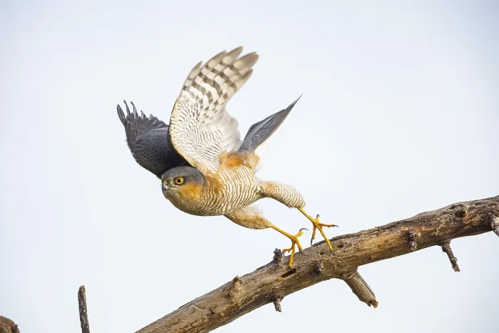 Framed Print : Sparrowhawk (Accipiter nisus) Germany Framed Print : Sparrowhawk (Accipiter nisus) Germany