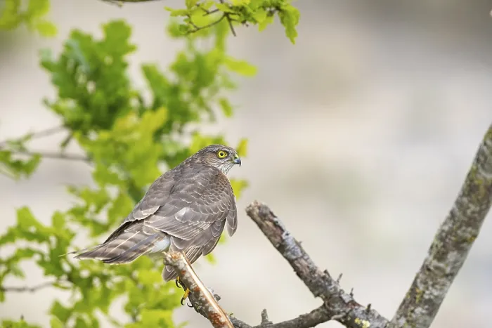 Framed Print : Sparrowhawk (Accipiter nisus) Germany