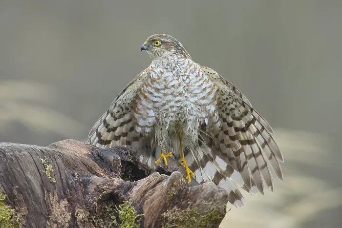 Framed Print : Sparrowhawk (Accipiter nisus) male Framed Print : Sparrowhawk (Accipiter nisus) male